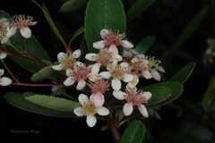 Pyracantha crenulata